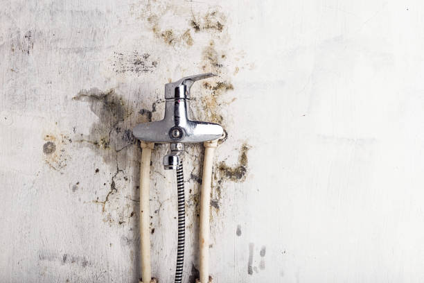 Best Mold Remediation for Schools in Kearney, MO