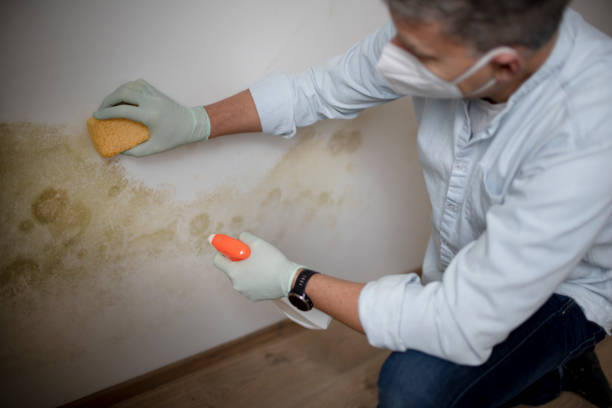 Best Black Mold Remediation in Kearney, MO
