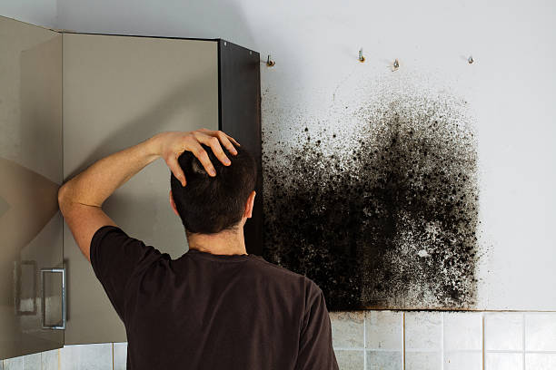 Best Kitchen Mold Remediation in Kearney, MO