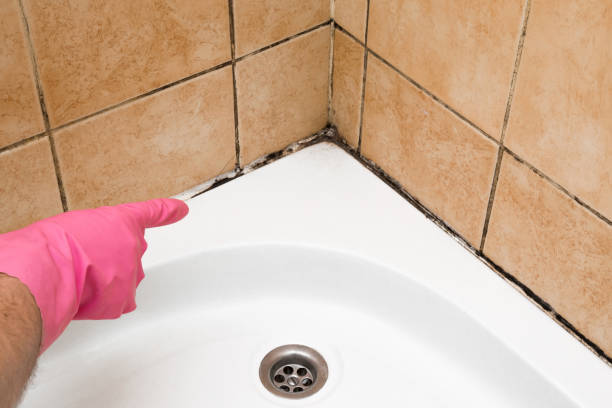 Best Industrial Mold Remediation in Kearney, MO
